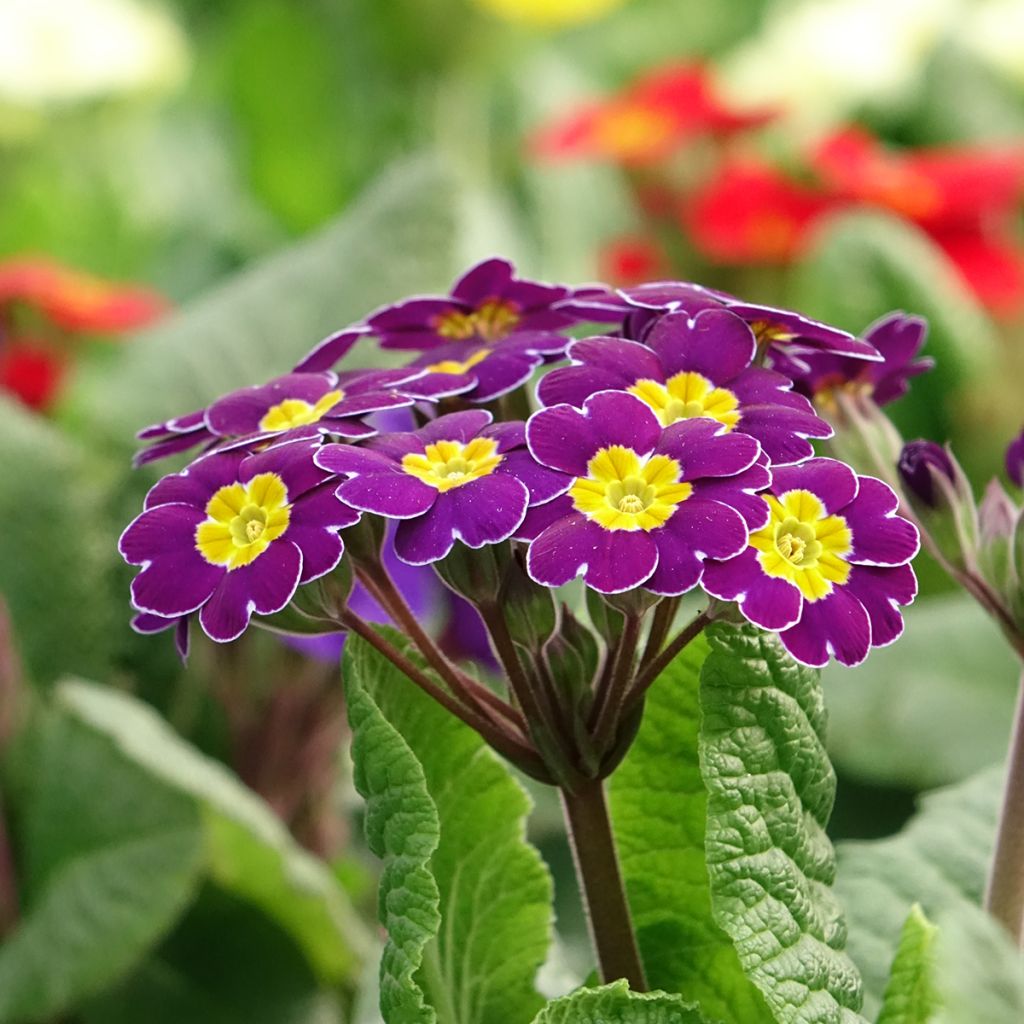 Loistokevätesikko Late Twinkle Violet