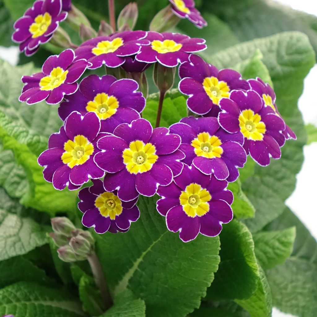 Loistokevätesikko Late Twinkle Violet