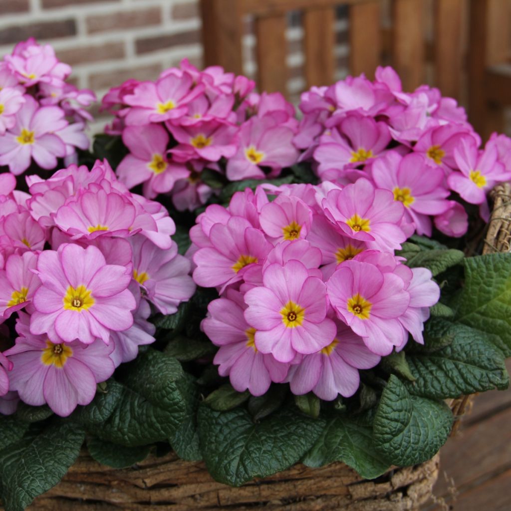 Primevère Woodland Rose - Primula acaulis