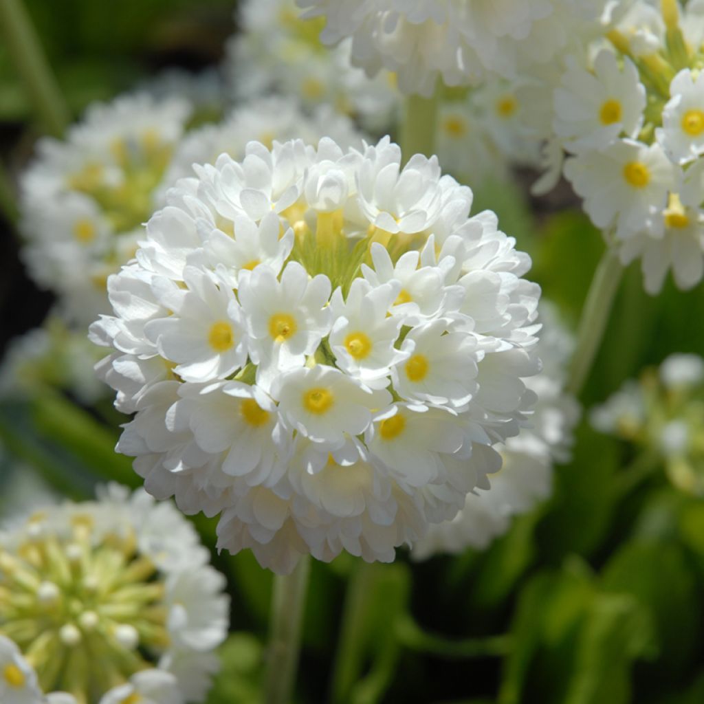 Palloesikko Alba