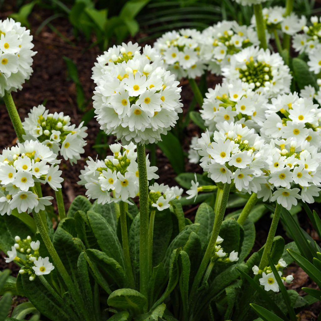 Palloesikko Alba