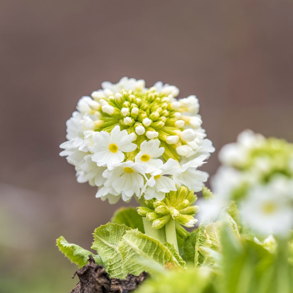 Palloesikko Alba