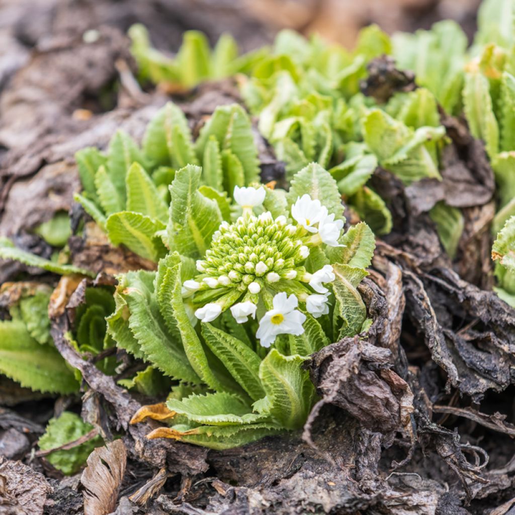 Palloesikko Alba