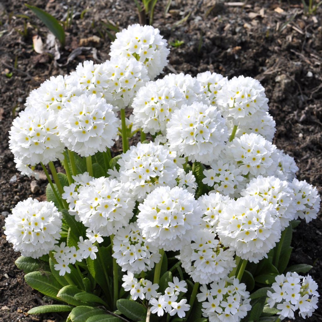 Palloesikko Alba