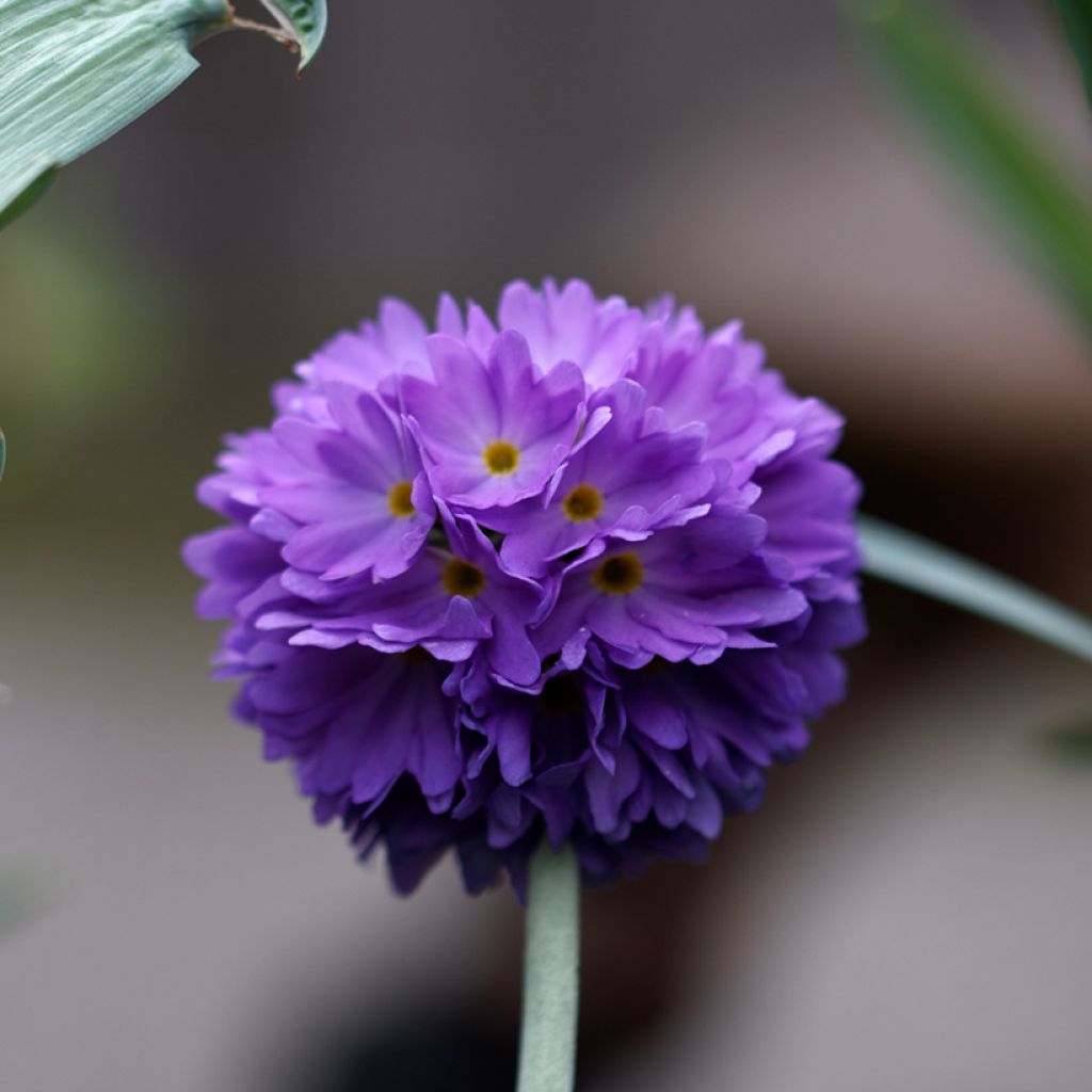 Palloesikko Cashmeriana
