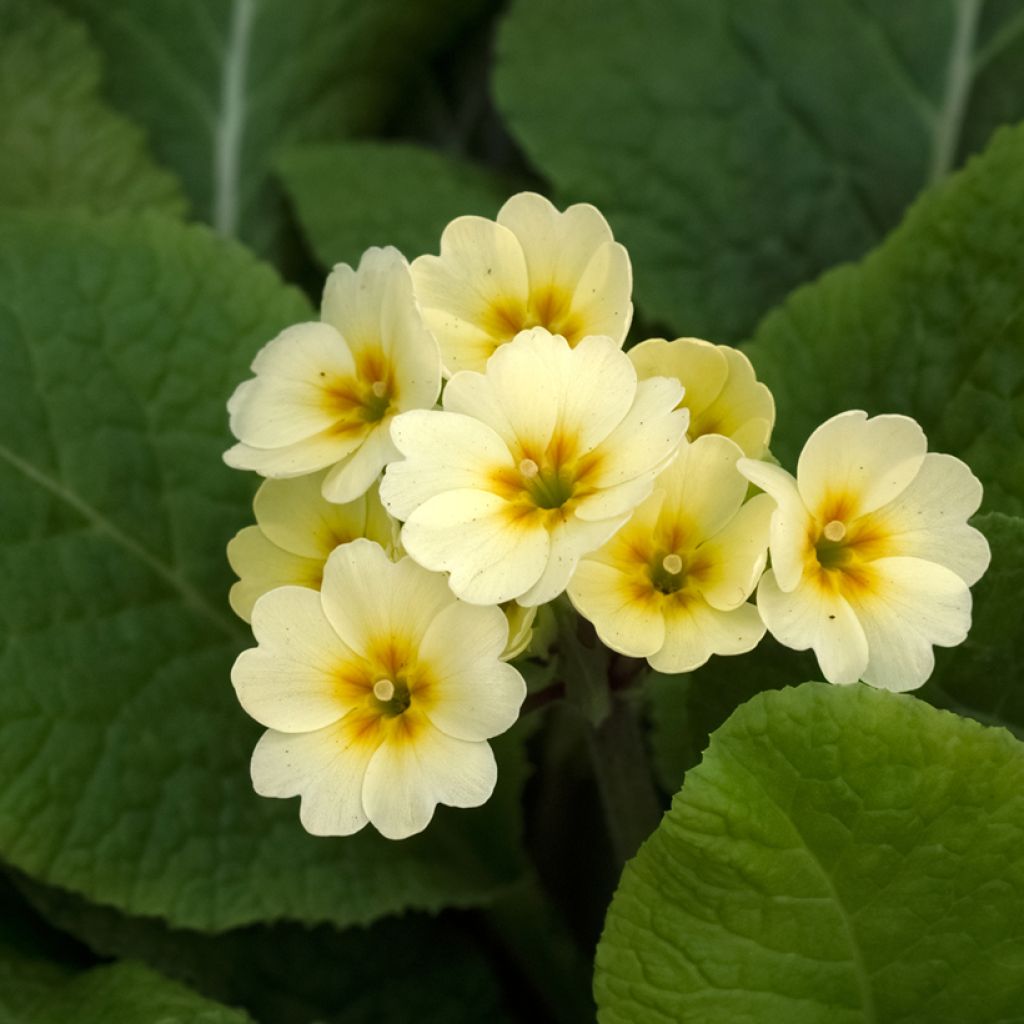 Loistokevätesikko Veristar Yellow
