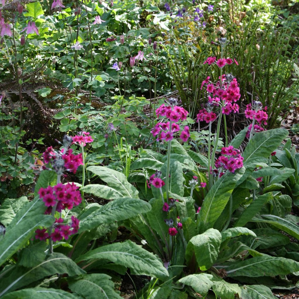 Japaninesikko - Primula japonica