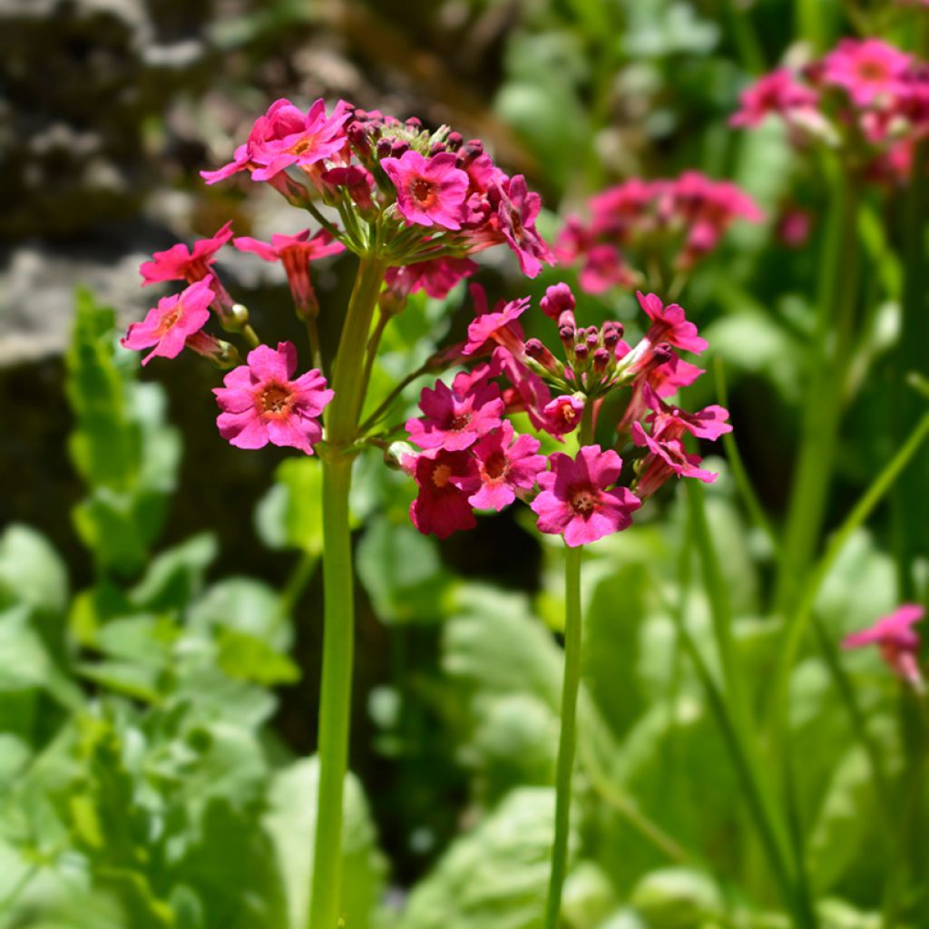 Japaninesikko - Primula japonica