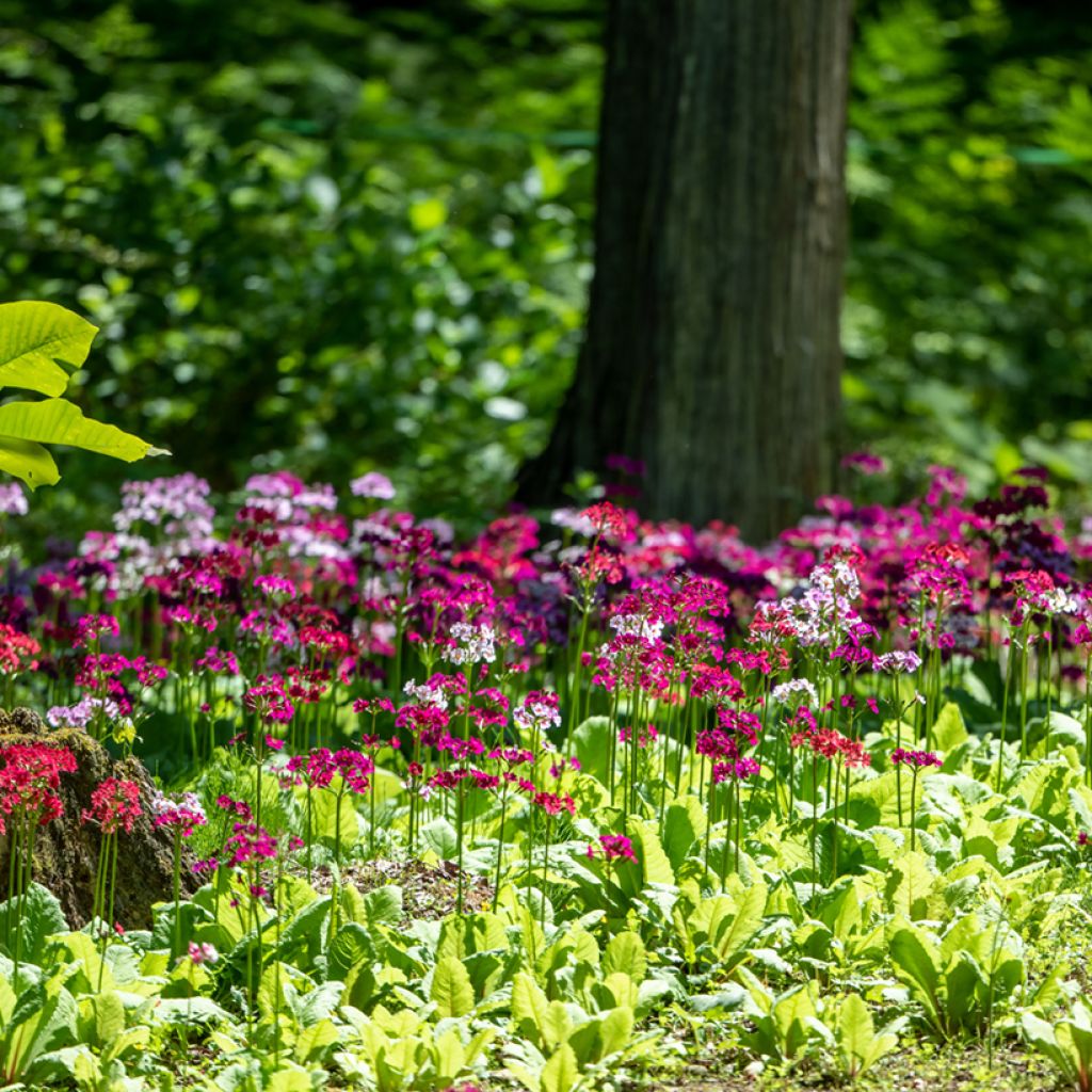 Japaninesikko - Primula japonica