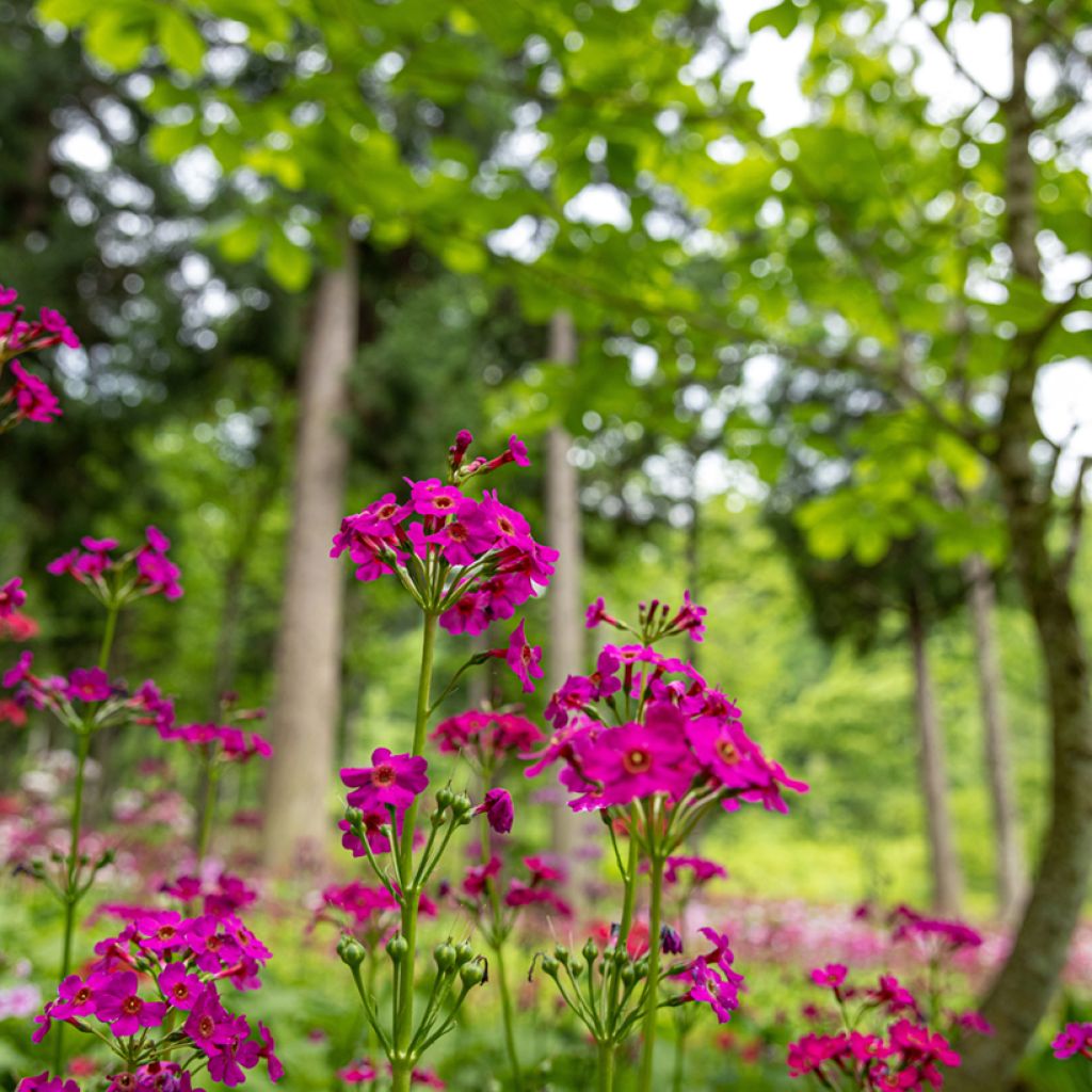 Japaninesikko - Primula japonica