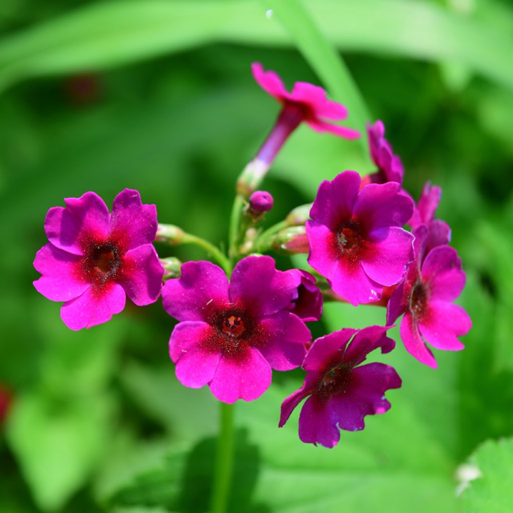 Japaninesikko - Primula japonica