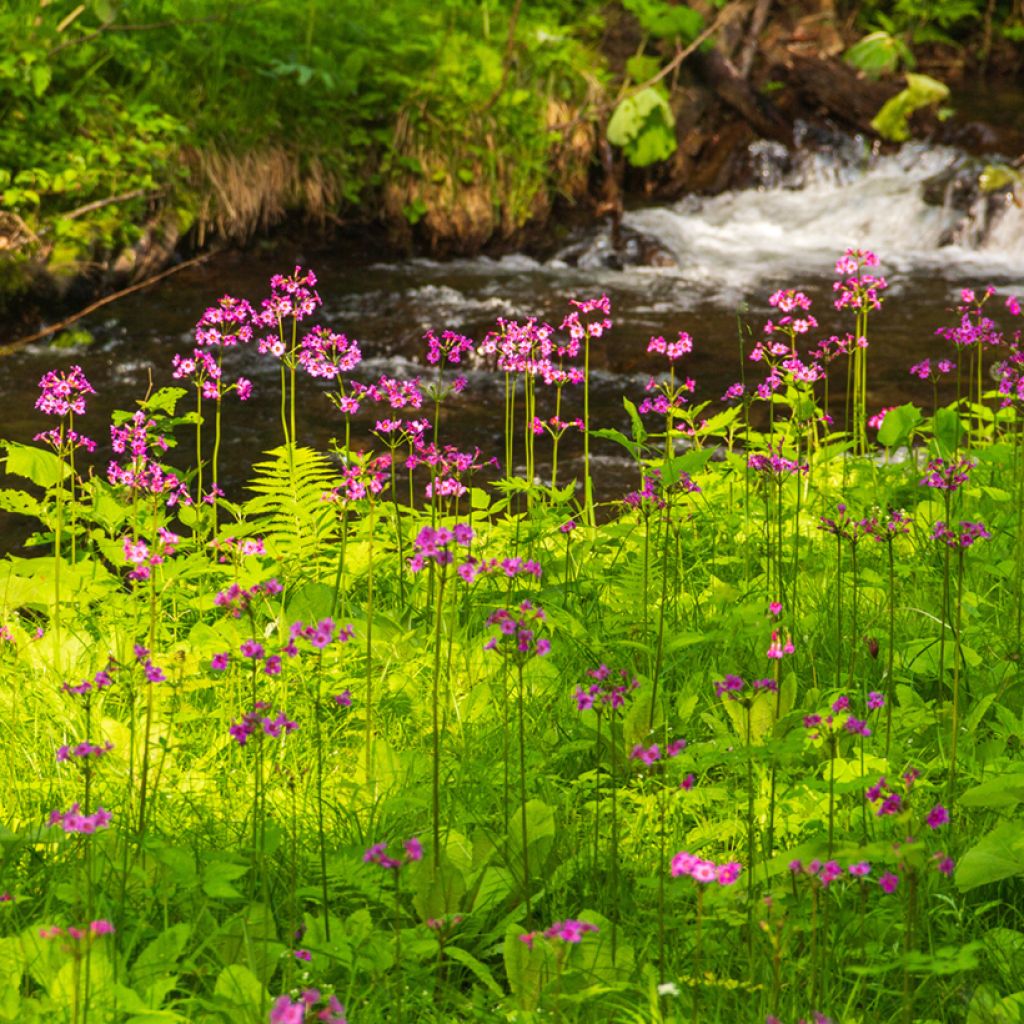 Japaninesikko - Primula japonica