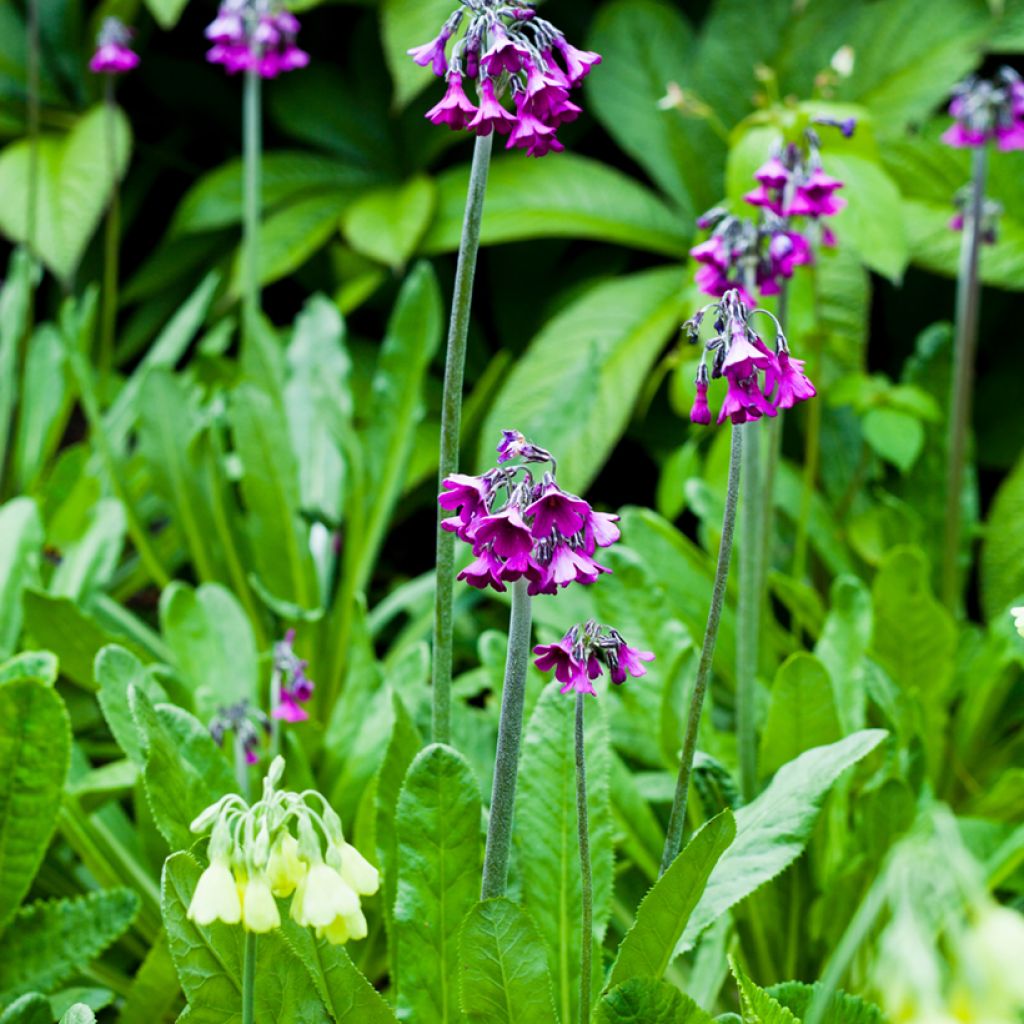 Esikko - Primula secundiflora
