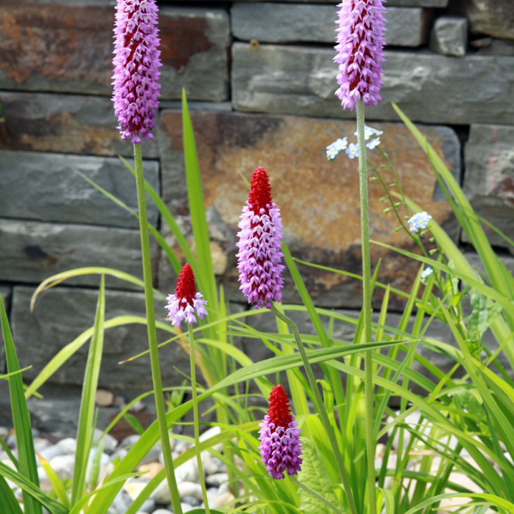 Tähkäesikko - Primula vialii