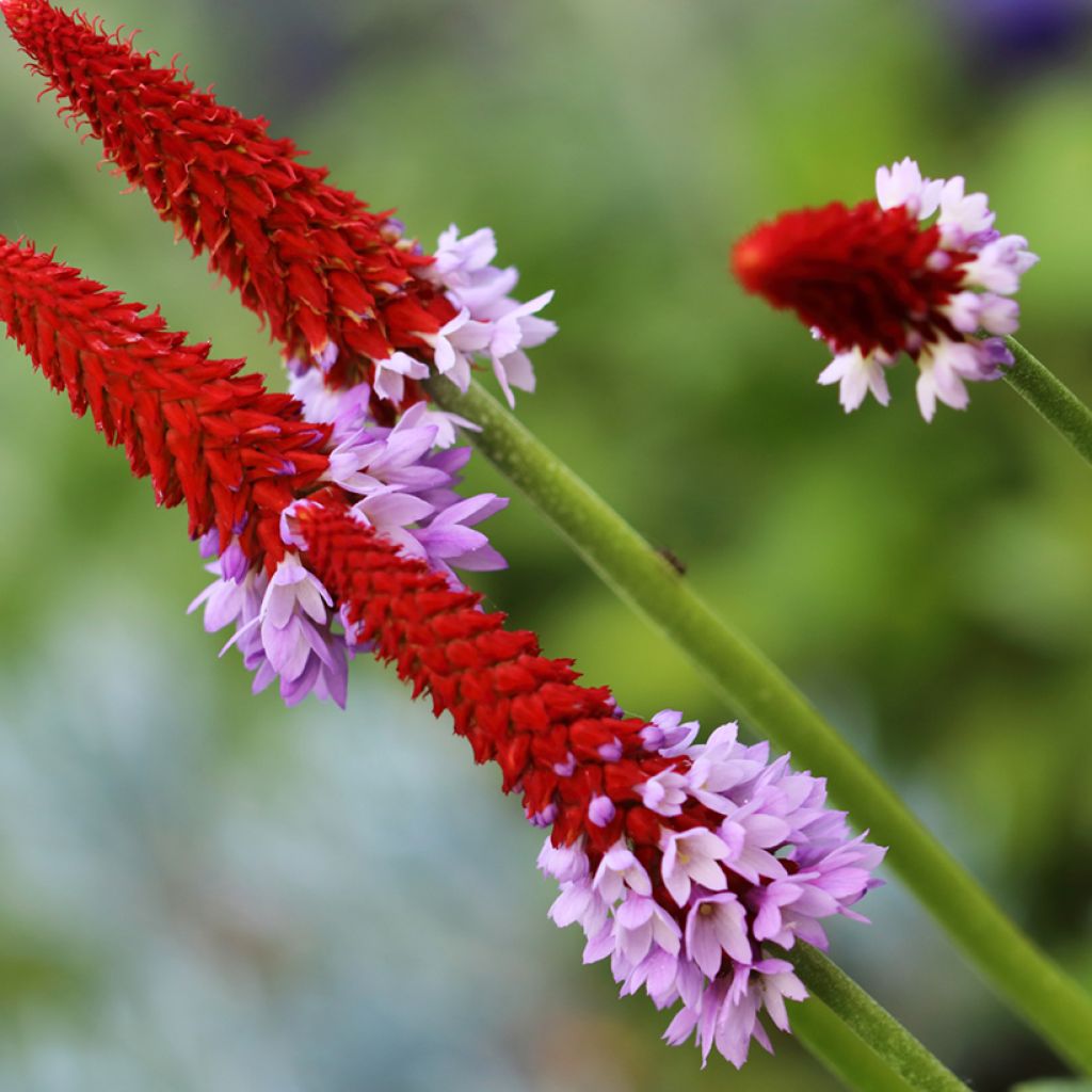 Tähkäesikko - Primula vialii