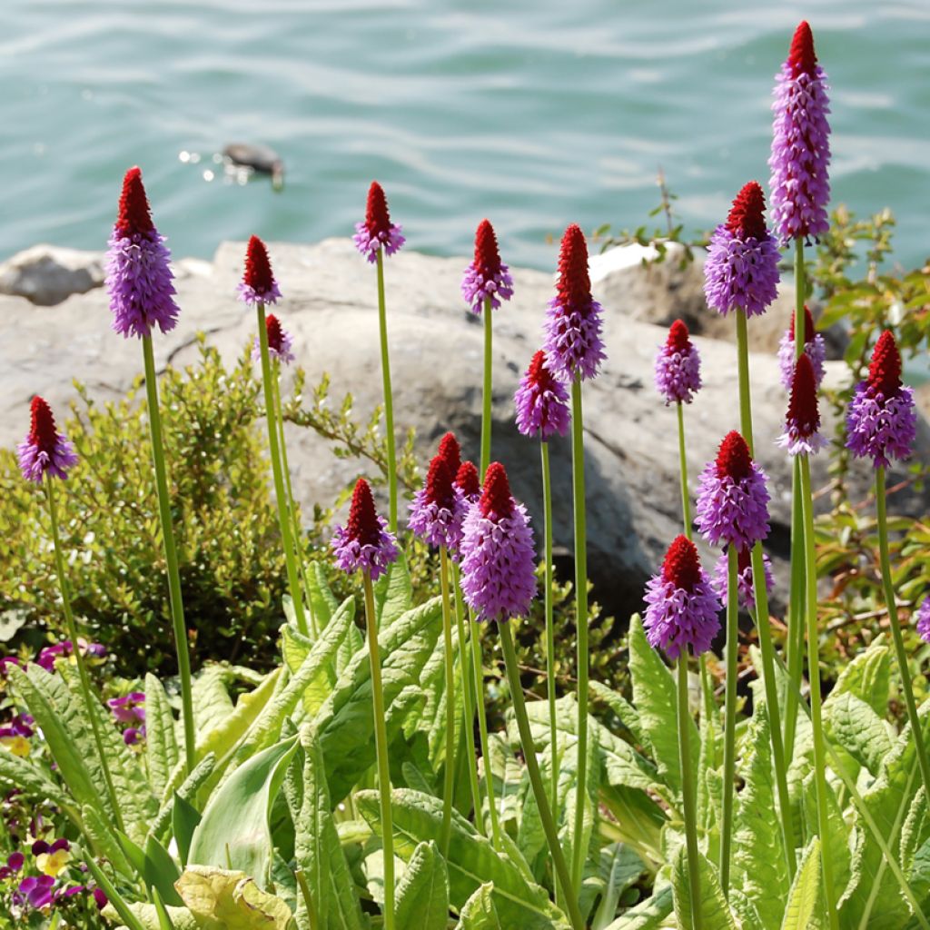 Tähkäesikko - Primula vialii
