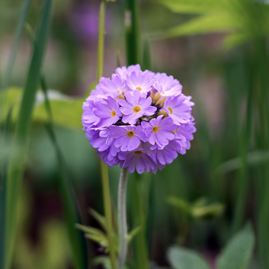 Palloesikko Prom Lilac