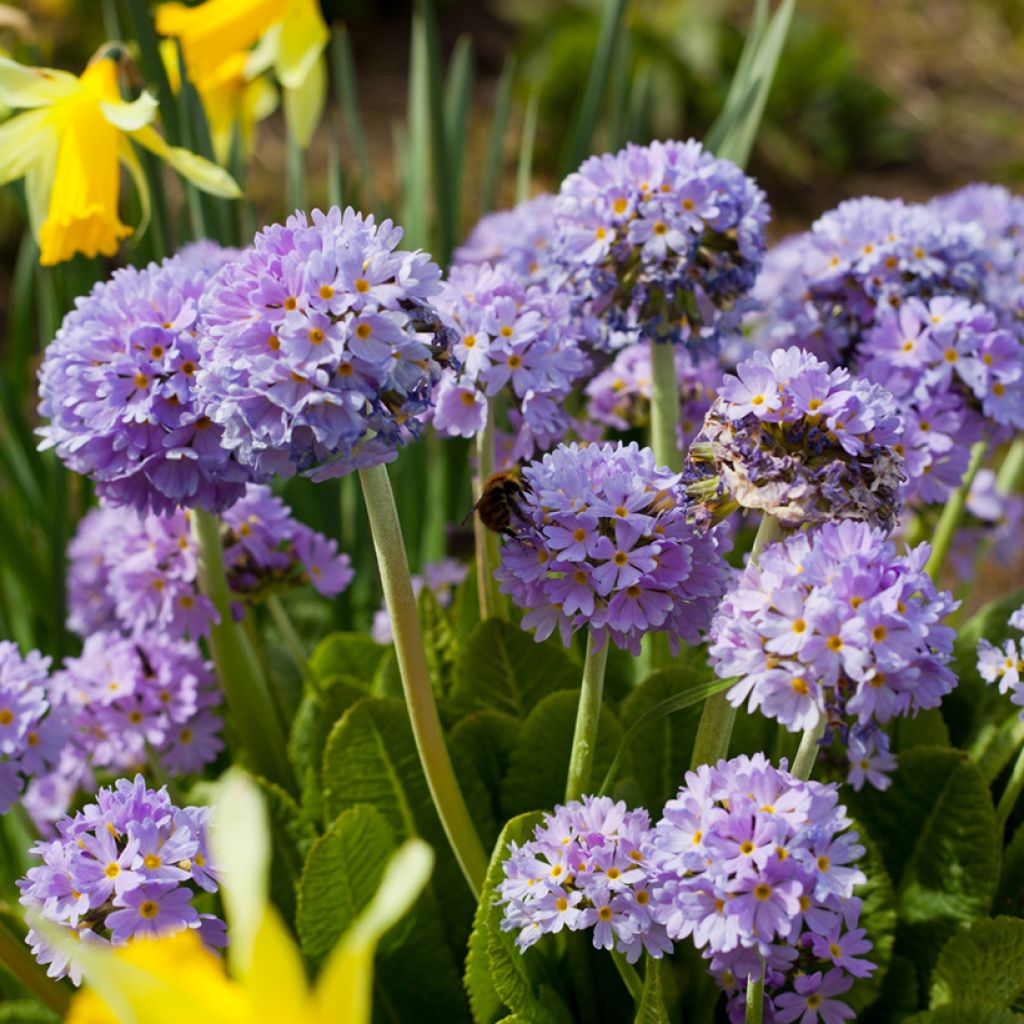 Palloesikko Prom Lilac