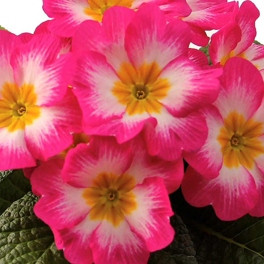 Kääpiöesikko Rambo F1 Pink Flame