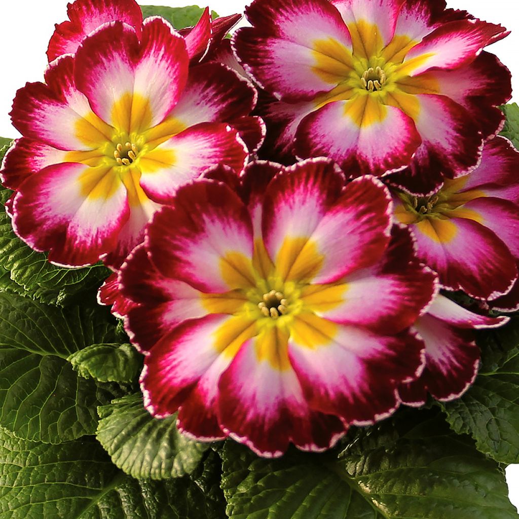 Kääpiöesikko Rambo F1 Purple Flame