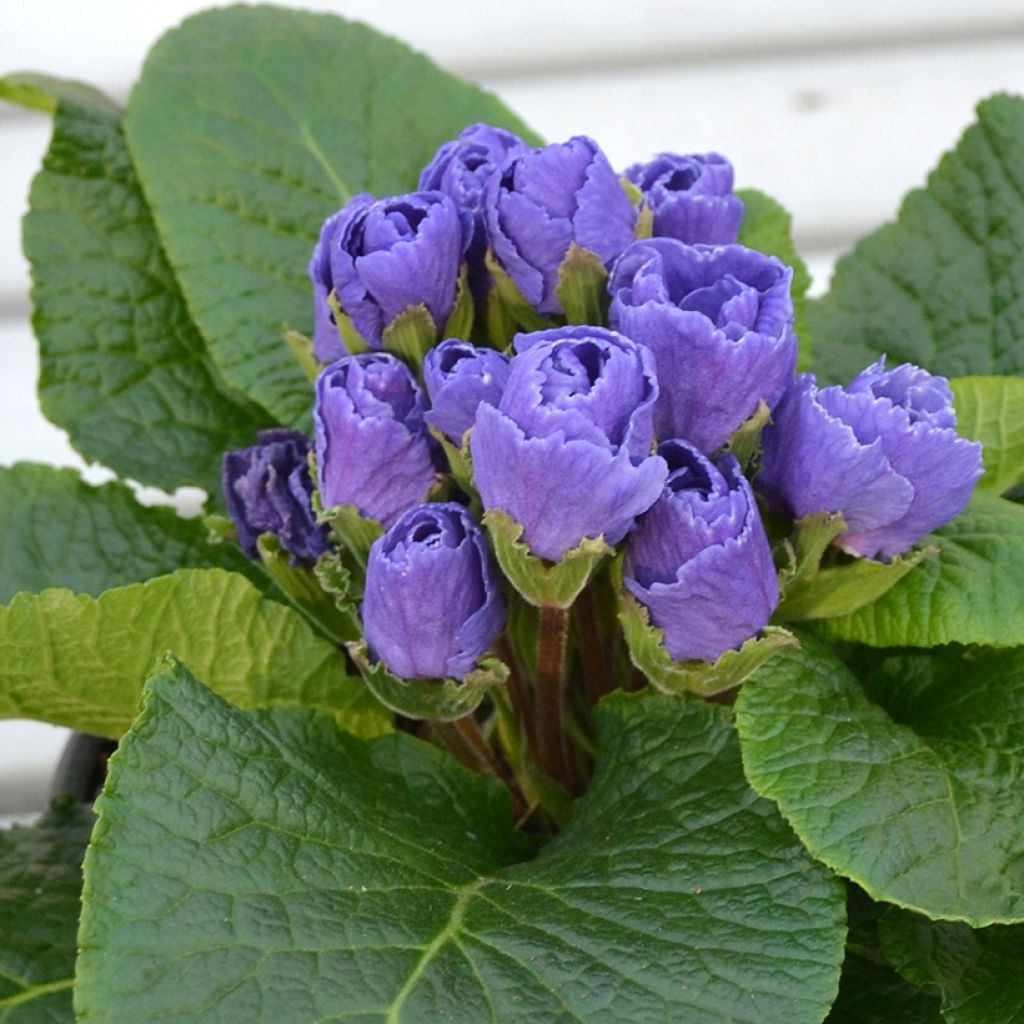Kääpiöesikko Rosebud F1 Crocus blue