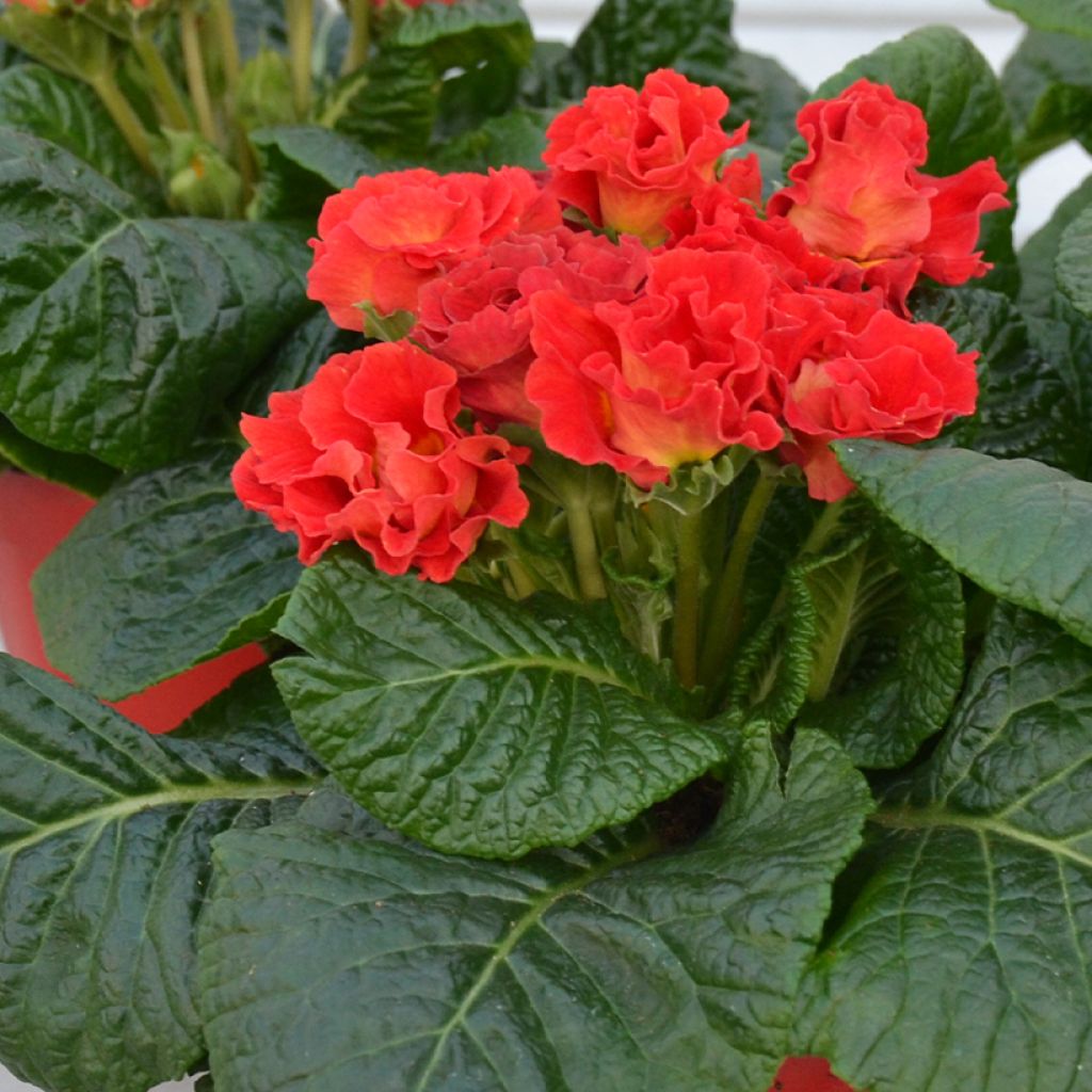Kääpiöesikko Rosebud F1 Red Shades
