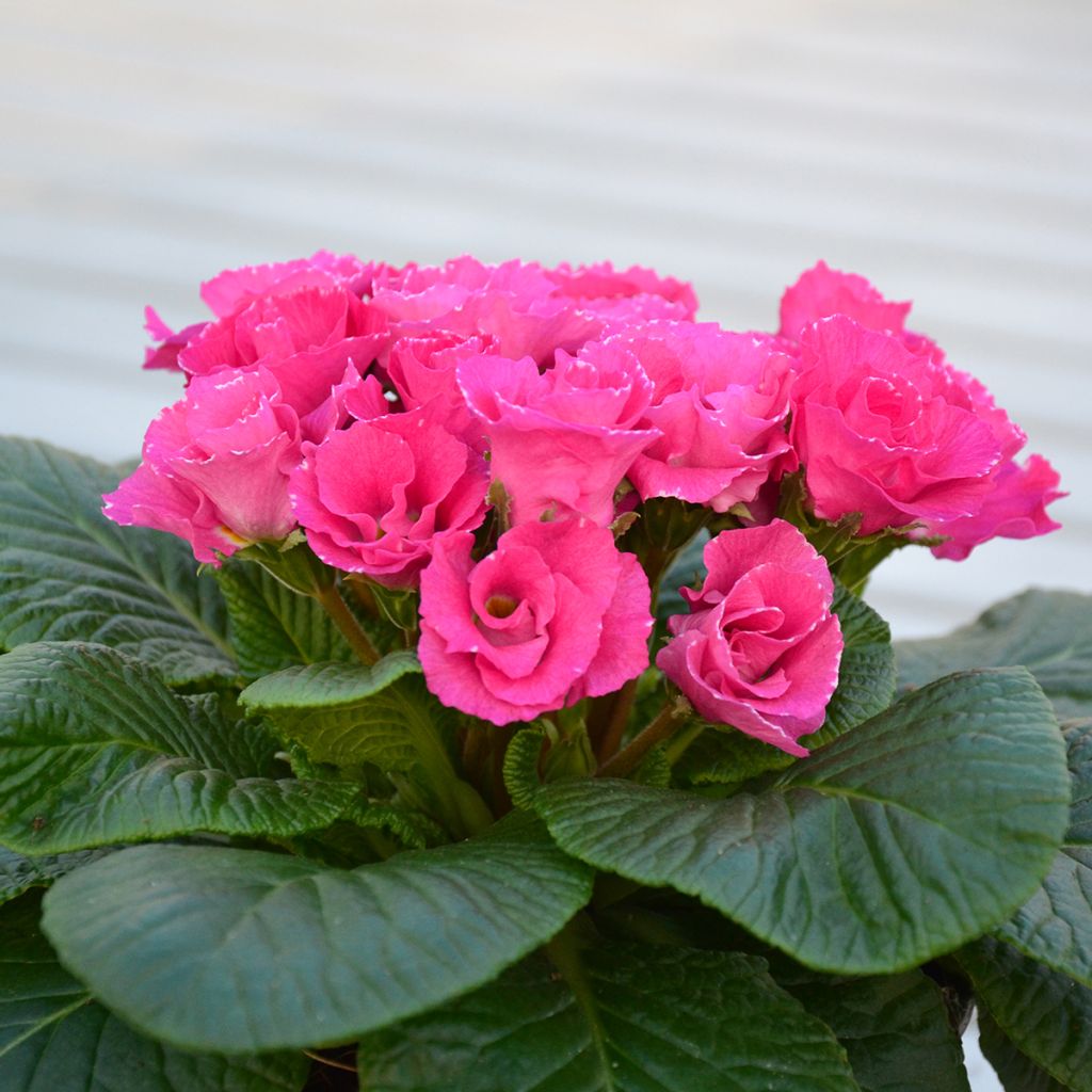 Kääpiöesikko Rosebud F1 Rose Shades