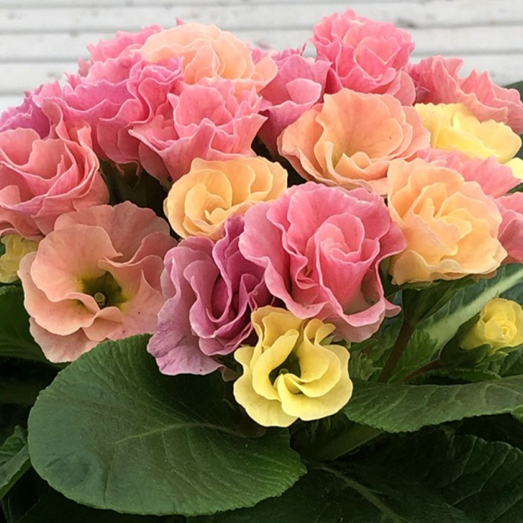 Kääpiöesikko Rosebud F1 Tutti frutti