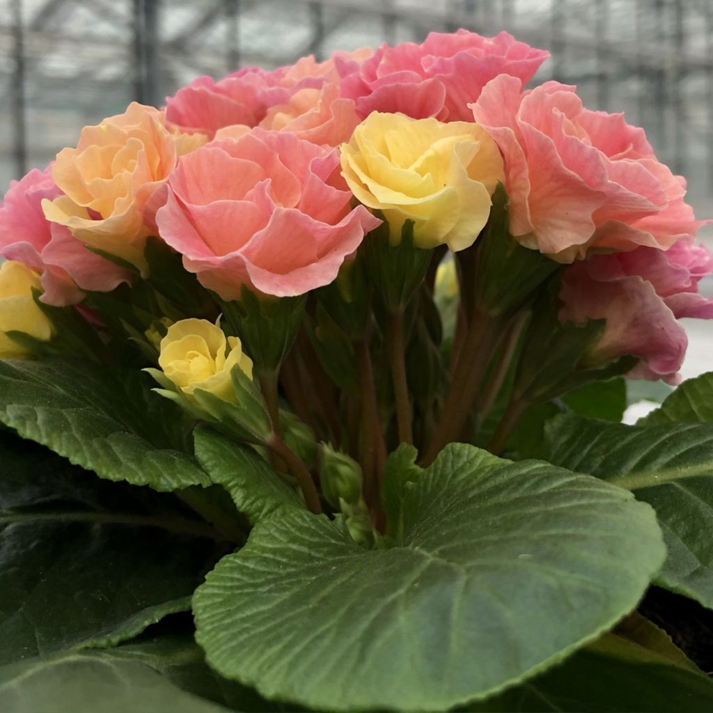 Kääpiöesikko Rosebud F1 Tutti frutti
