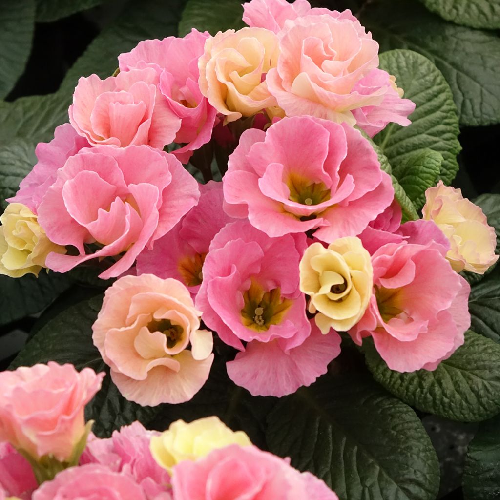 Kääpiöesikko Rosebud F1 Tutti frutti