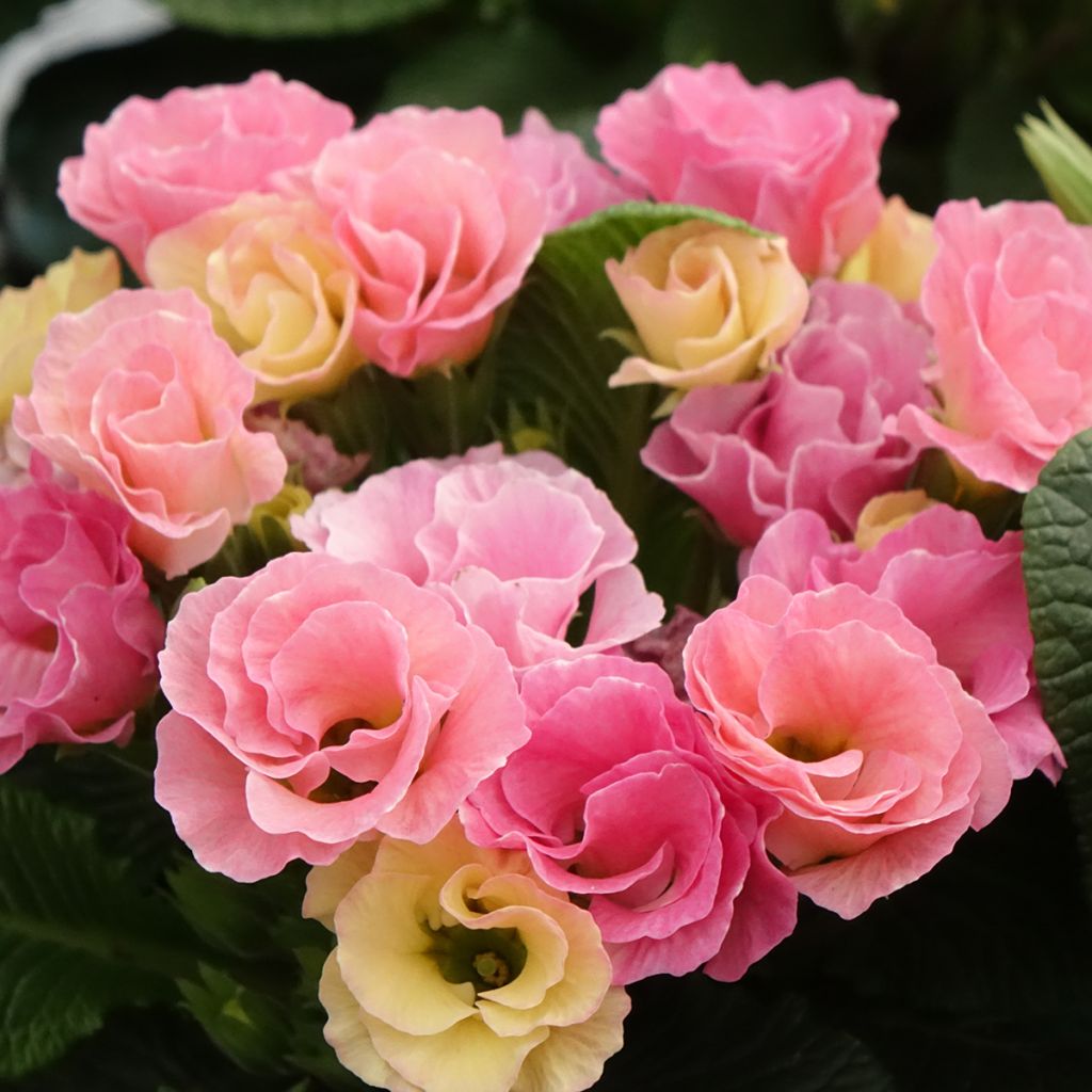 Kääpiöesikko Rosebud F1 Tutti frutti