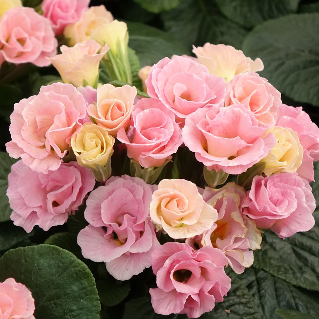 Kääpiöesikko Rosebud F1 Tutti frutti