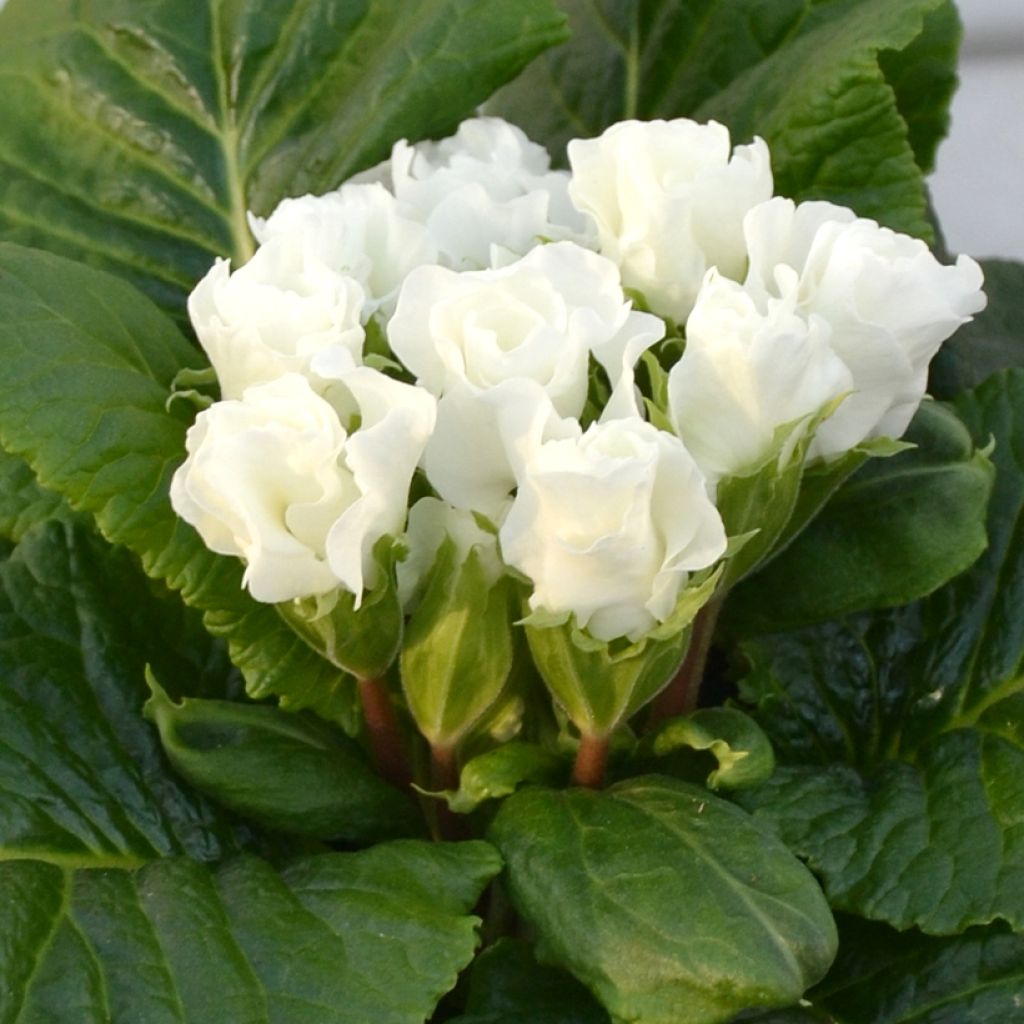 Kääpiöesikko Rosebud F1 White