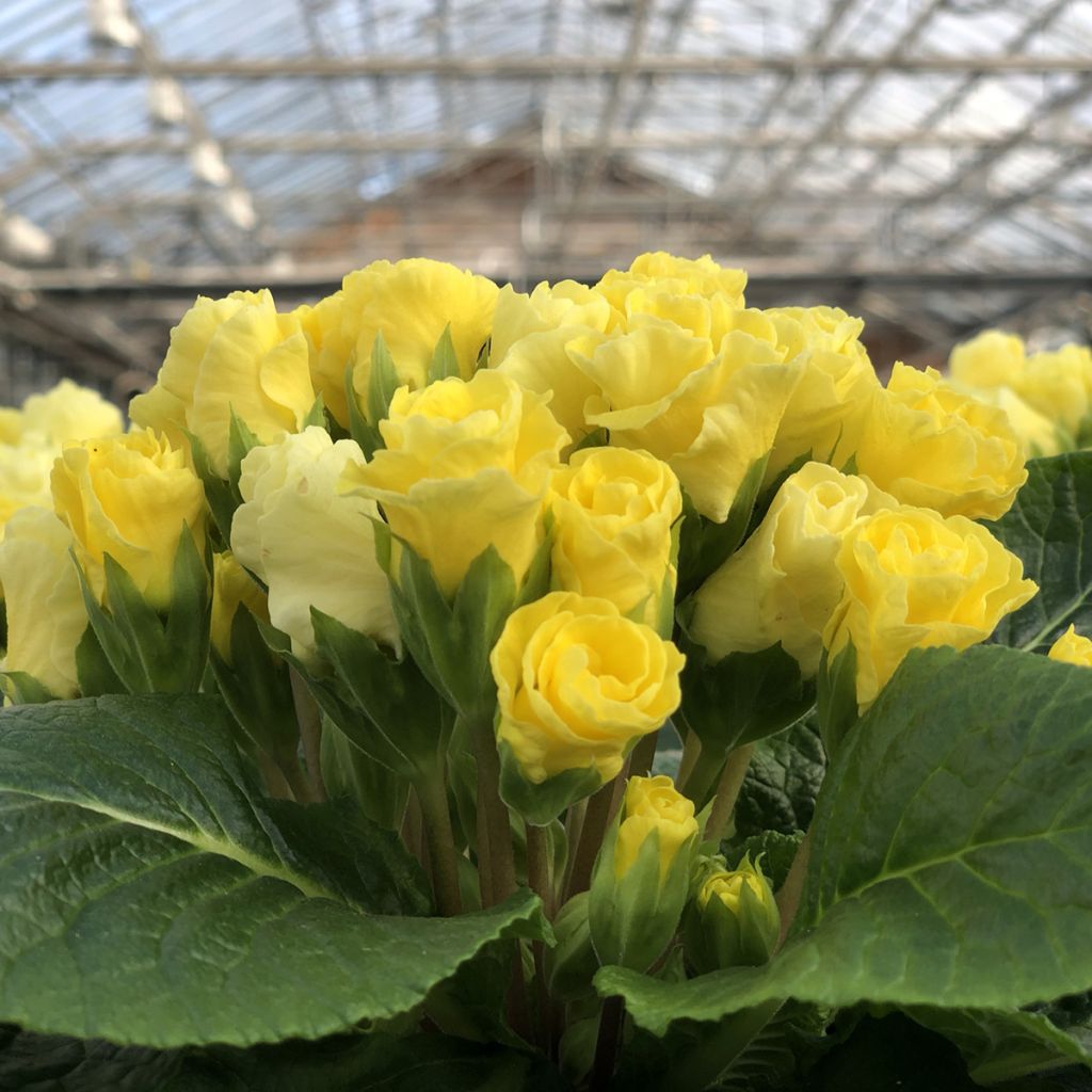 Kääpiöesikko Rosebud F1 Light yellow