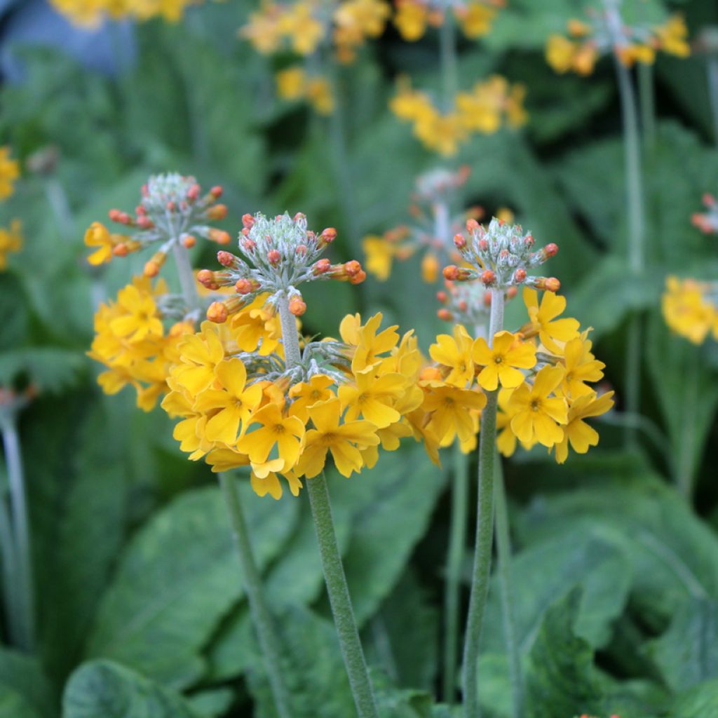 Kiinankeltaesikko - Primula bulleyana