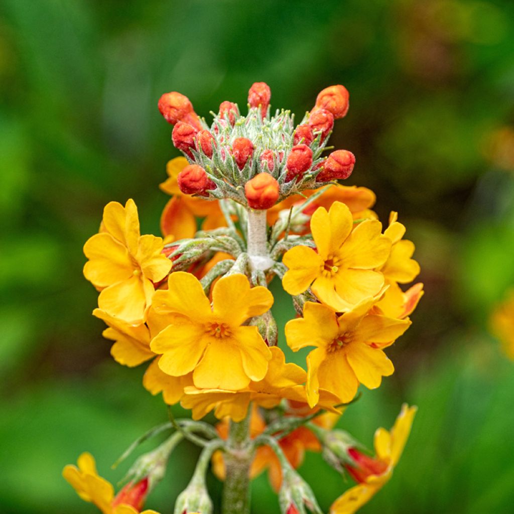 Kiinankeltaesikko - Primula bulleyana