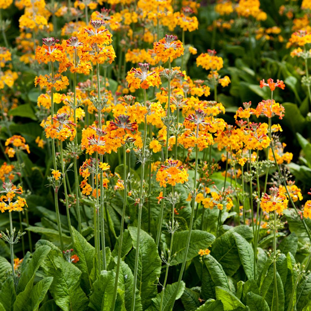 Kiinankeltaesikko - Primula bulleyana