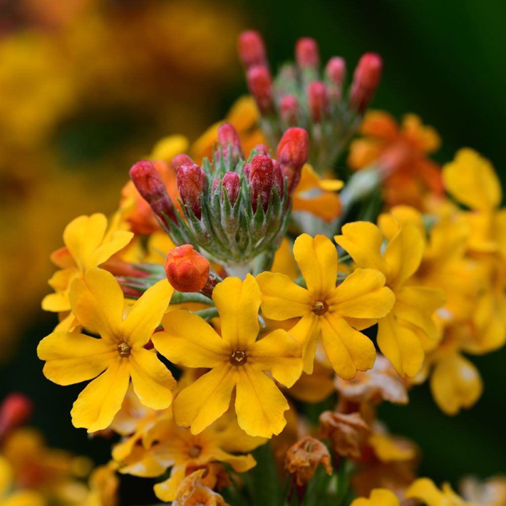 Kiinankeltaesikko - Primula bulleyana