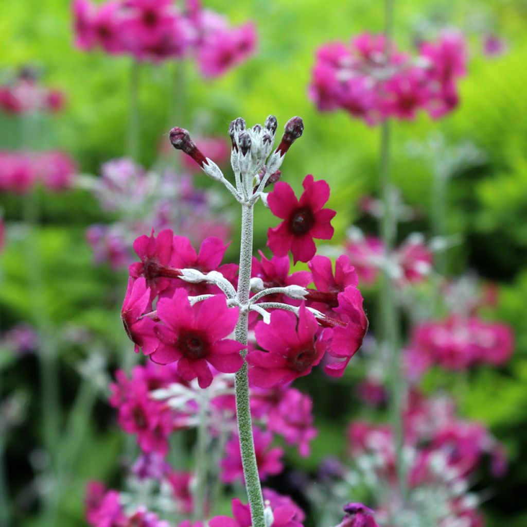 Setsuaninesikko - Primula pulverulenta