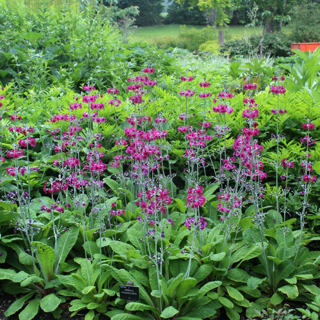 Setsuaninesikko - Primula pulverulenta