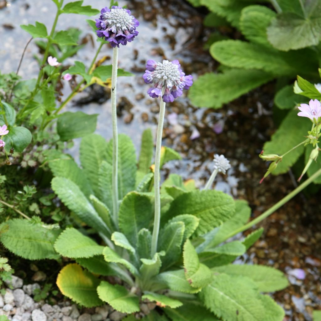 Tupsuesikko - Primula capitata subsp. mooreana