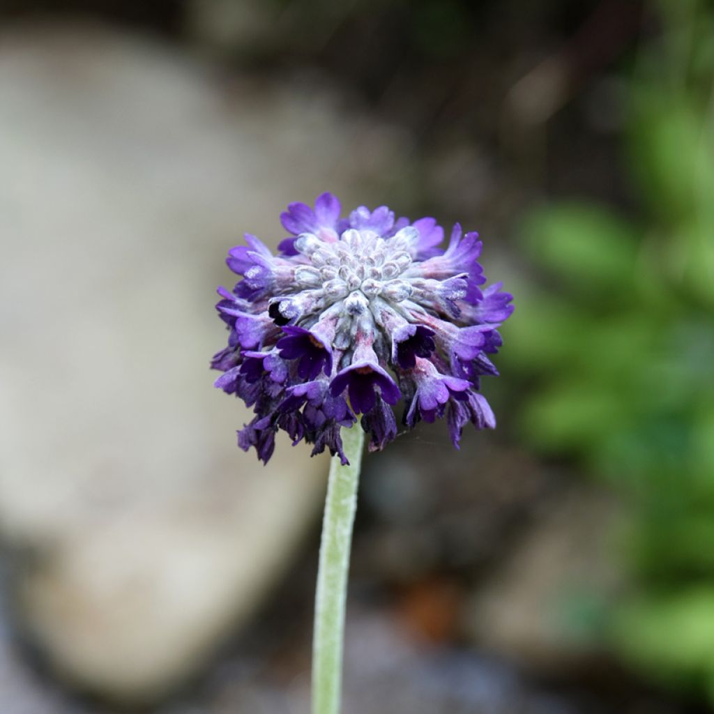Tupsuesikko - Primula capitata subsp. mooreana