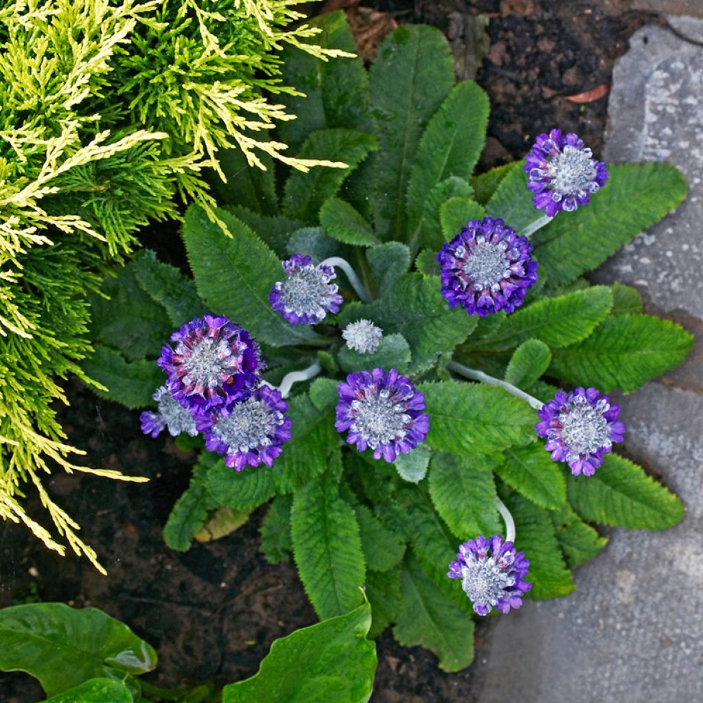 Tupsuesikko - Primula capitata subsp. mooreana