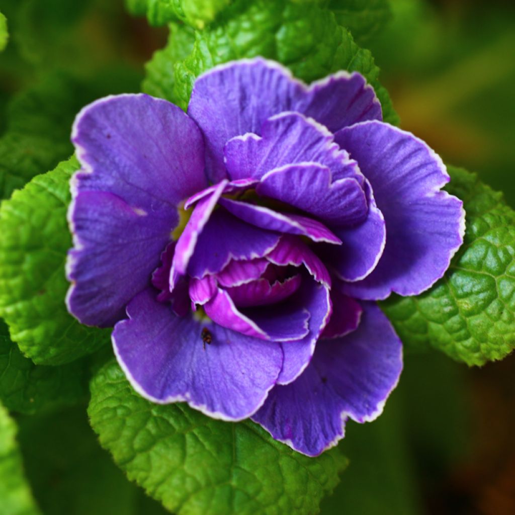 Kääpiöesikko Belarina Amethyst Ice