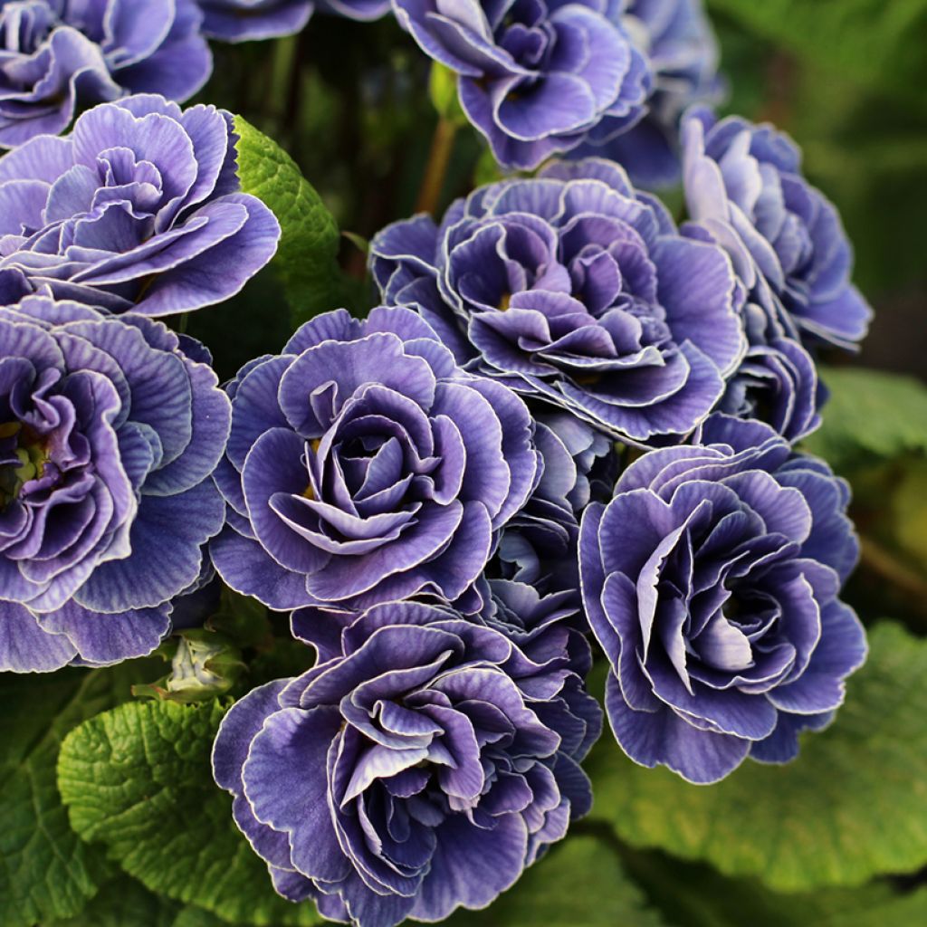 Kääpiöesikko Belarina Amethyst Ice