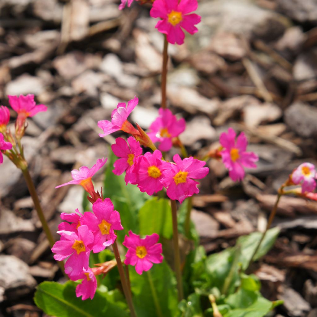 Himalajanesikko Grandiflora