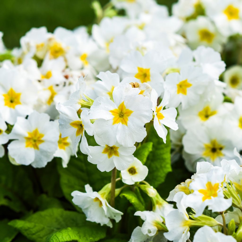 Kääpiöesikko - Primula vulgaris