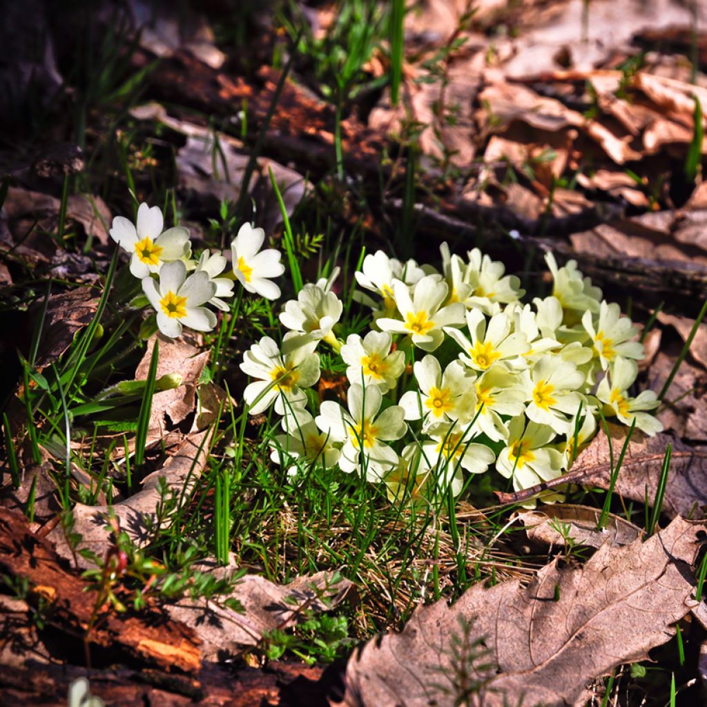 Kääpiöesikko - Primula vulgaris