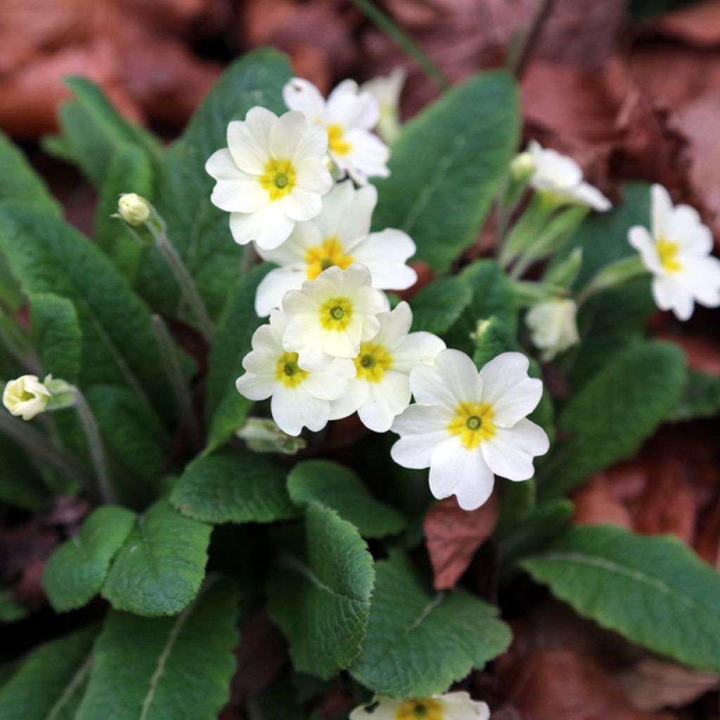 Kääpiöesikko - Primula vulgaris