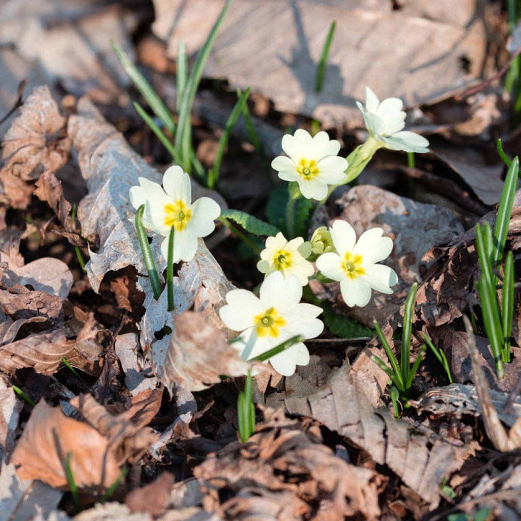 Kääpiöesikko - Primula vulgaris